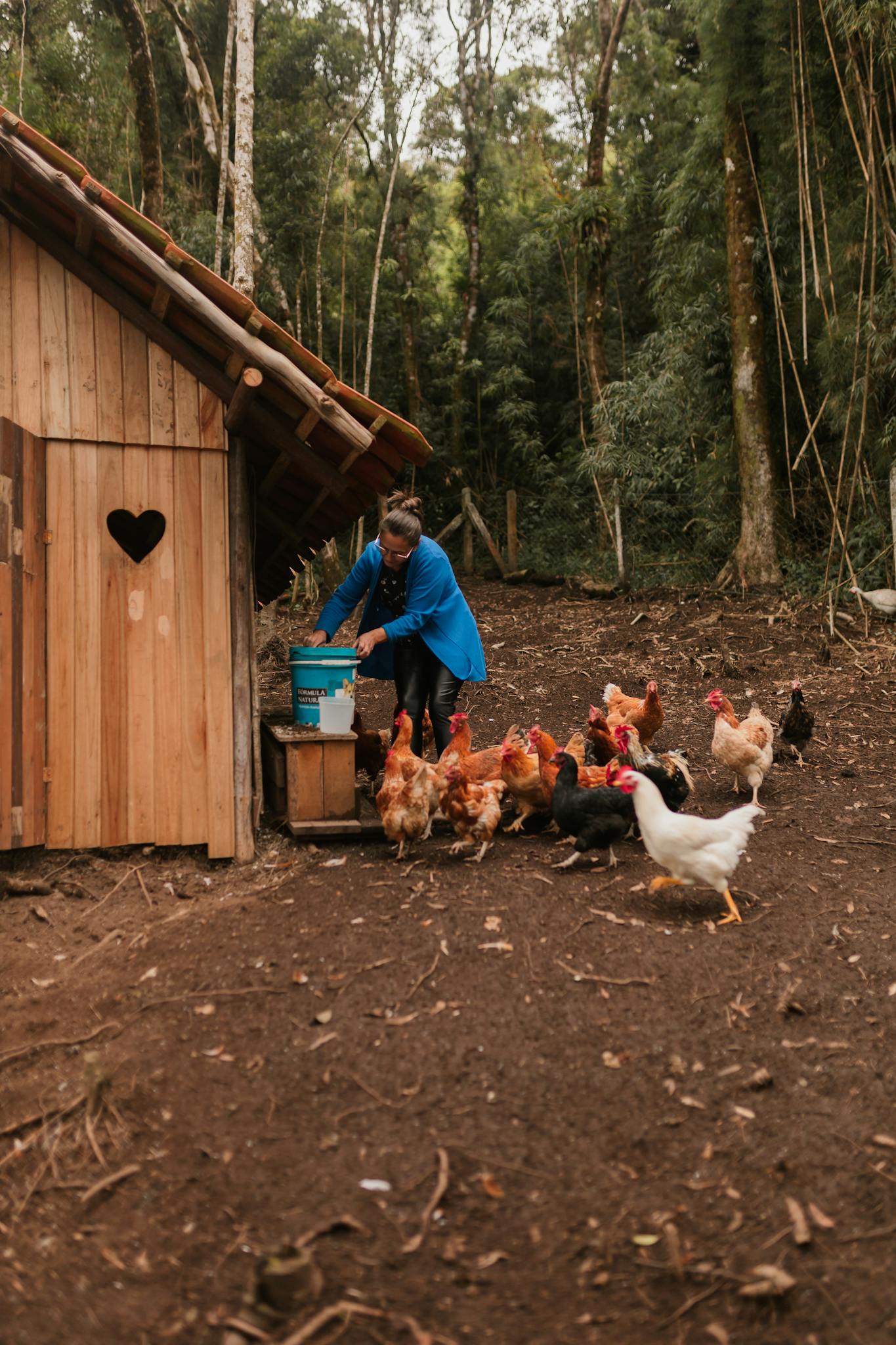 A woman feeding a flock of chickens beside a rustic wooden coop in a forest setting.