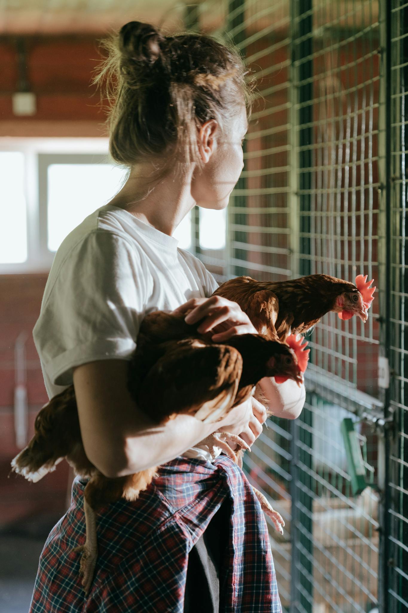 A woman holding chickens inside a henhouse, showing a domestic farming scene.