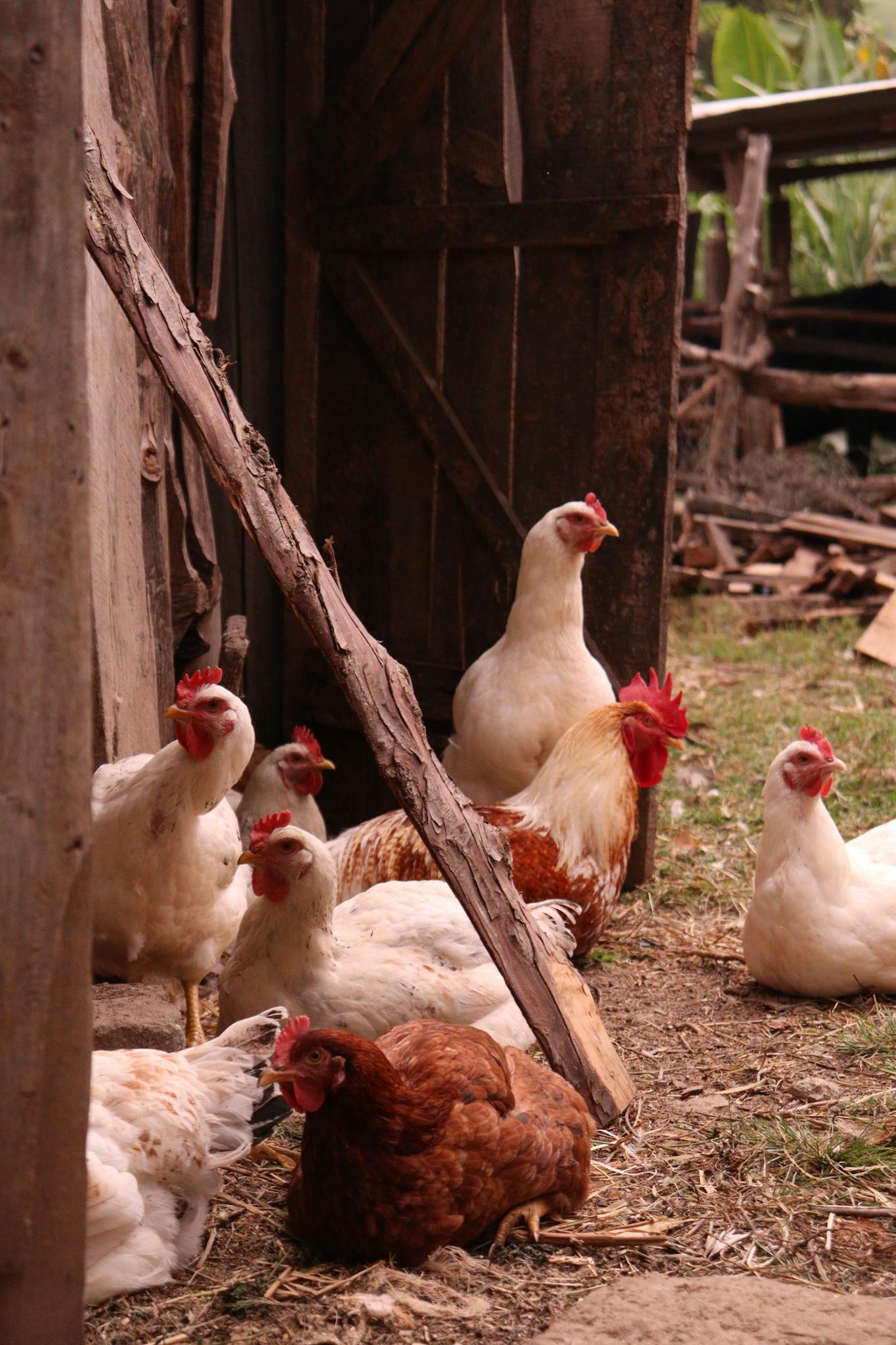 Chickens and rooster gathered outdoors in a rustic farm setting, showcasing farm life.