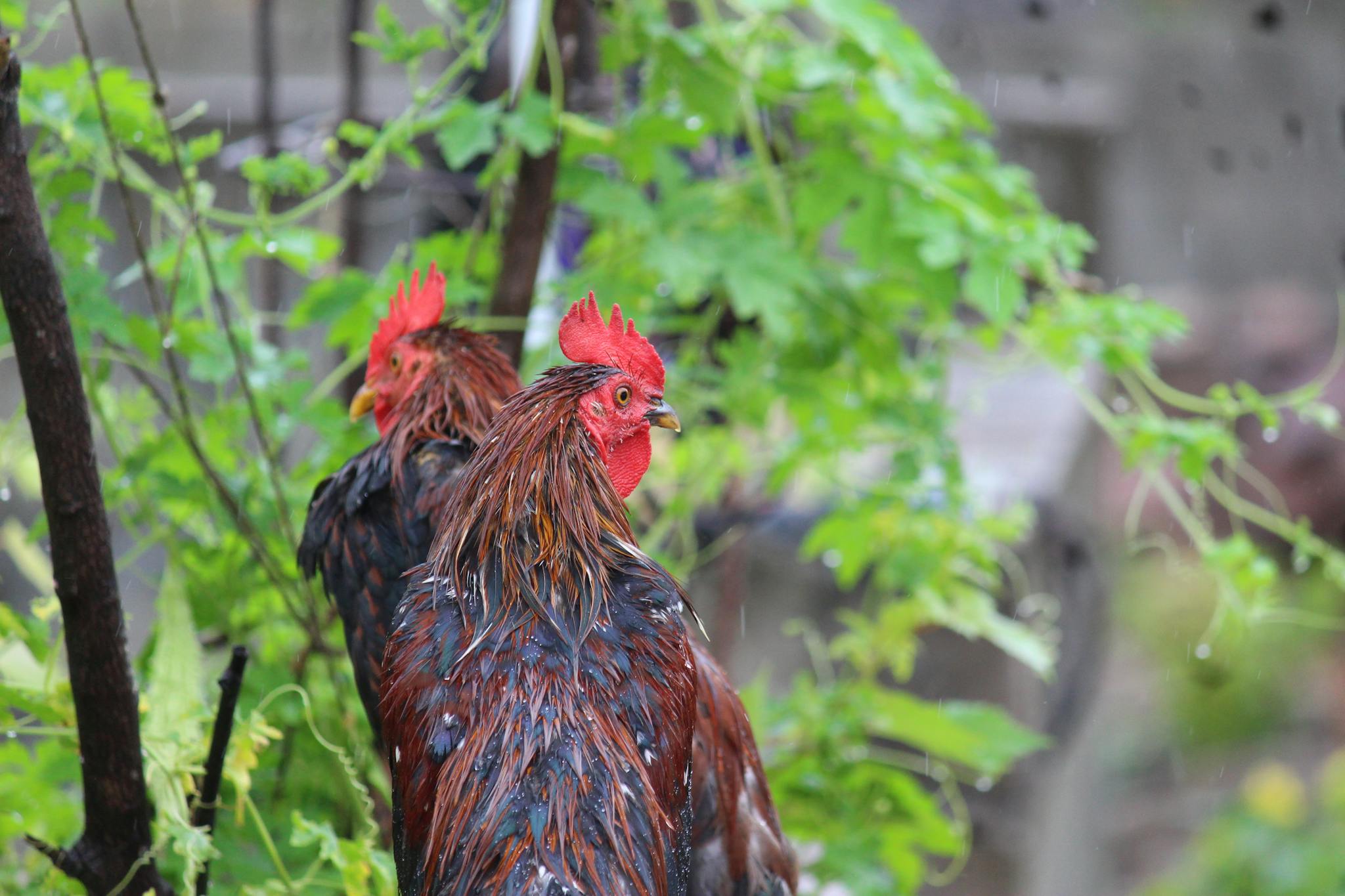 Two wet roosters standing among lush green plants, showcasing natural beauty and poultry life.